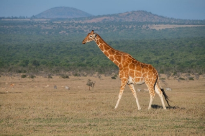 Picture of AFRICA-KENYA-OL PEJETA CONSERVANCY-RETICULATED GIRAFFE ENDANGERED SPECIES