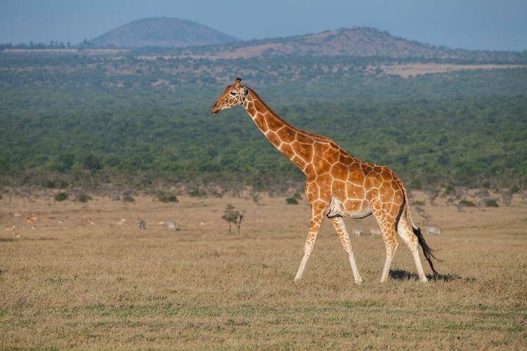 Picture of AFRICA-KENYA-OL PEJETA CONSERVANCY-RETICULATED GIRAFFE ENDANGERED SPECIES