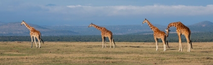 Picture of AFRICA-KENYA-OL PEJETA CONSERVANCY-HERD OF RETICULATED GIRAFFE-ENDANGERED SPECIES