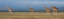 Picture of AFRICA-KENYA-OL PEJETA CONSERVANCY-HERD OF RETICULATED GIRAFFE-ENDANGERED SPECIES