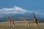 Picture of AFRICA-KENYA-NORTHERN FRONTIER DISTRICT-OL PEJETA CONSERVANCY-RETICULATED GIRAFFE