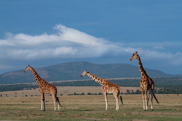 Picture of AFRICA-KENYA-NORTHERN FRONTIER DISTRICT-OL PEJETA CONSERVANCY-RETICULATED GIRAFFE