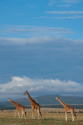 Picture of AFRICA-KENYA-NORTHERN FRONTIER DISTRICT-OL PEJETA CONSERVANCY-RETICULATED GIRAFFES