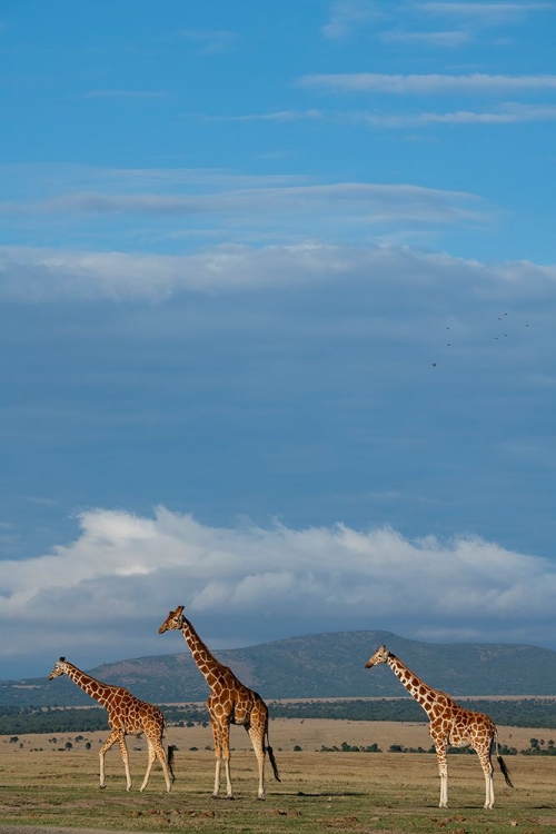 Picture of AFRICA-KENYA-NORTHERN FRONTIER DISTRICT-OL PEJETA CONSERVANCY-RETICULATED GIRAFFES