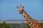 Picture of AFRICA-KENYA-LAIKIPIA PLATEAU-OL PEJETA CONSERVANCY-RETICULATED GIRAFFE ENDANGERED SPECIES