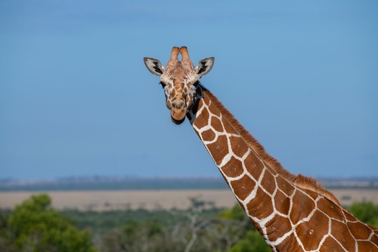 Picture of AFRICA-KENYA-LAIKIPIA PLATEAU-OL PEJETA CONSERVANCY-RETICULATED GIRAFFE ENDANGERED SPECIES