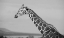 Picture of AFRICA-KENYA-OL PEJETA CONSERVANCY-RETICULATED GIRAFFE ENDANGERED SPECIES