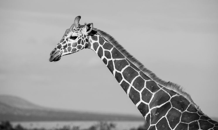 Picture of AFRICA-KENYA-OL PEJETA CONSERVANCY-RETICULATED GIRAFFE ENDANGERED SPECIES