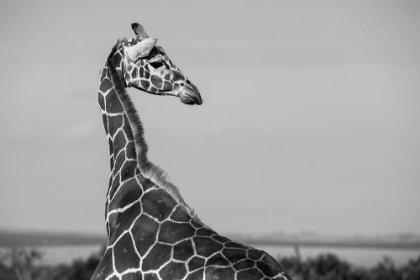 Picture of AFRICA-KENYA-OL PEJETA CONSERVANCY-RETICULATED GIRAFFE ENDANGERED SPECIES