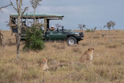 Picture of AFRICA-KENYA-OL PEJETA CONSERVANCY-SAFARI JEEP WITH MALE CHEETAHS-ENDANGERED SPECIES