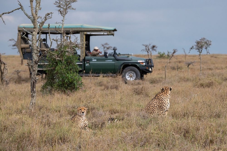 Picture of AFRICA-KENYA-OL PEJETA CONSERVANCY-SAFARI JEEP WITH MALE CHEETAHS-ENDANGERED SPECIES