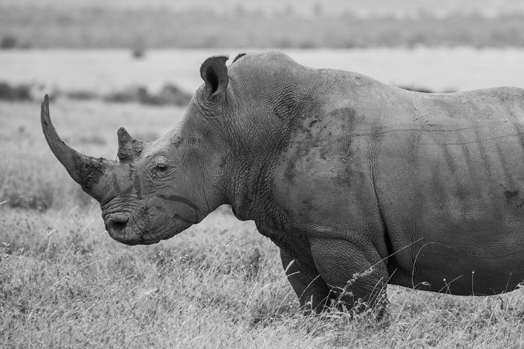 Picture of KENYA-OL PEJETA CONSERVANCY-SOUTHERN WHITE RHINOCEROS-CERATOTHERIUM SIMUM SIMUM