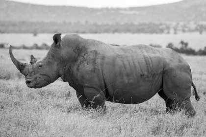 Picture of AFRICA-KENYA-LAIKIPIA PLATEAU-OL PEJETA CONSERVANCY-SOUTHERN WHITE RHINOCERO-LONE MALE