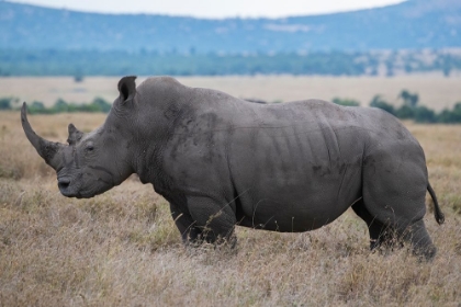 Picture of AFRICA-KENYA-LAIKIPIA PLATEAU-OL PEJETA CONSERVANCY-SOUTHERN WHITE RHINOCEROS-LONE MALE