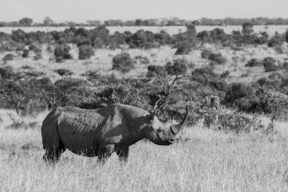 Picture of AFRICA-KENYA-OL PEJETA CONSERVANCY-BLACK RHINOCEROS-AKA HOOK-LIPPED-CRITICALLY ENDANGERED SPECIES