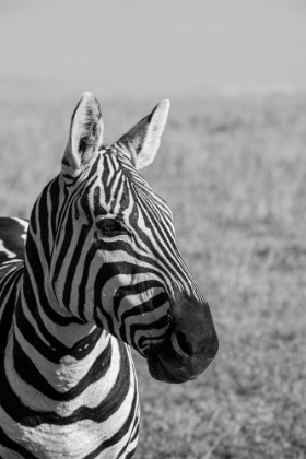 Picture of AFRICA-KENYA-LAIKIPIA PLATEAU-OL PEJETA CONSERVANCY-BRUCHELLS ZEBRA-EQUUS BURCHELLII