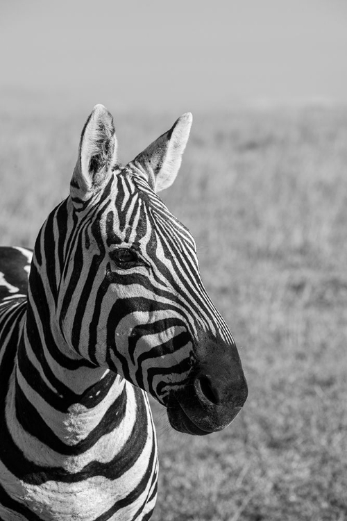 Picture of AFRICA-KENYA-LAIKIPIA PLATEAU-OL PEJETA CONSERVANCY-BRUCHELLS ZEBRA-EQUUS BURCHELLII