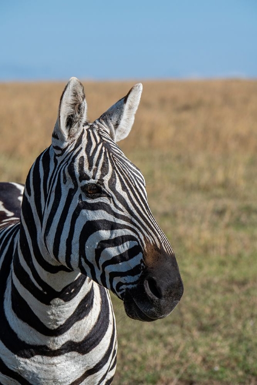 Picture of AFRICA-KENYA-LAIKIPIA PLATEAU-OL PEJETA CONSERVANCY-BRUCHELLS ZEBRA-EQUUS BURCHELLII