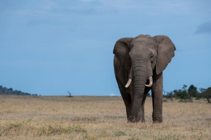 Picture of AFRICA-KENYA-LAIKIPIA PLATEAU-OL PEJETA CONSERVANCY-LONE BULL AFRICAN ELEPHANT