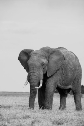 Picture of AFRICA-KENYA-LAIKIPIA PLATEAU-OL PEJETA CONSERVANCY-AFRICAN ELEPHANT