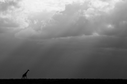 Picture of KENYA-SERENGETI-MAASAI MARA-MASAI GIRAFFE IN FRONT OF STORMY SKY-ENDANGERED SPECIES