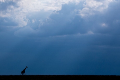 Picture of KENYA-SERENGETI-MAASAI MARA-MASAI GIRAFFE IN FRONT OF STORMY SKY-ENDANGERED SPECIES