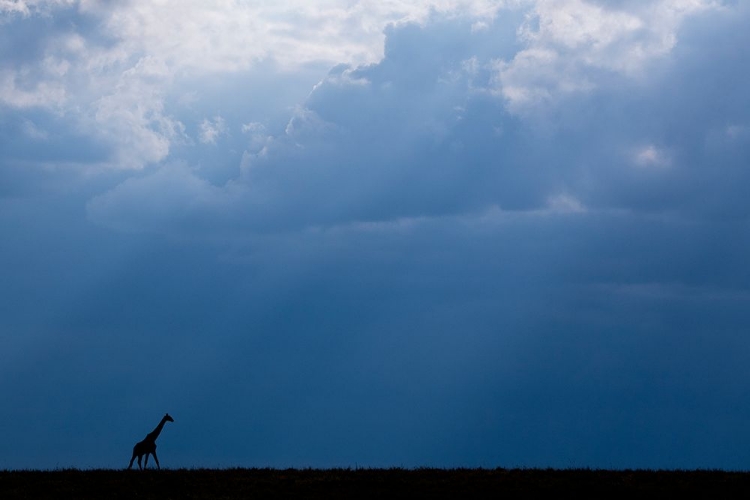 Picture of KENYA-SERENGETI-MAASAI MARA-MASAI GIRAFFE IN FRONT OF STORMY SKY-ENDANGERED SPECIES