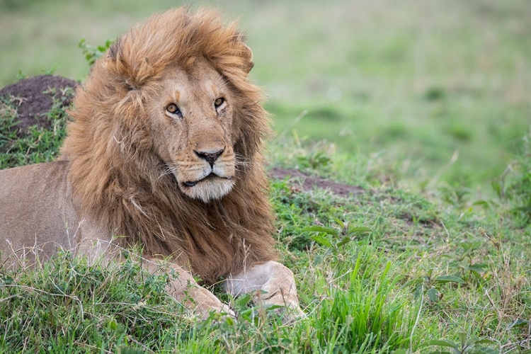 Picture of AFRICA-KENYA-NORTHERN SERENGETI PLAINS-MAASAI MARA-MALE LION