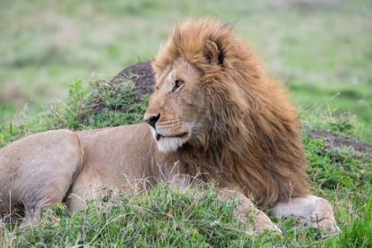 Picture of AFRICA-KENYA-NORTHERN SERENGETI PLAINS-MAASAI MARA-MALE LION