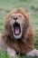 Picture of AFRICA-KENYA-SERENGETI PLAINS-MAASAI MARA-MALE LION YAWNING