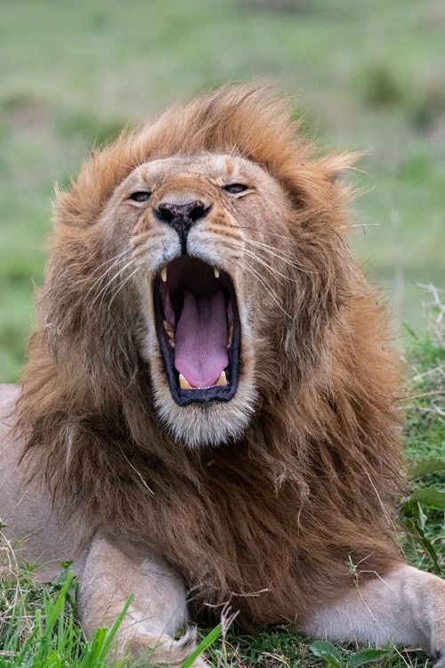 Picture of AFRICA-KENYA-SERENGETI PLAINS-MAASAI MARA-MALE LION YAWNING