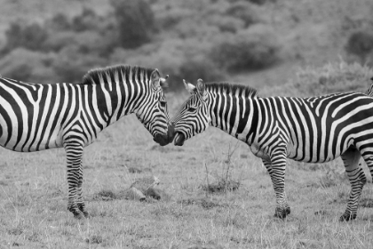 Picture of AFRICA-KENYA-SERENGETI-MAASAI MARA-PLAINS ZEBRA AKA COMMON OR BURCHELLS ZEBRA