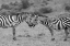 Picture of AFRICA-KENYA-SERENGETI-MAASAI MARA-PLAINS ZEBRA AKA COMMON OR BURCHELLS ZEBRA