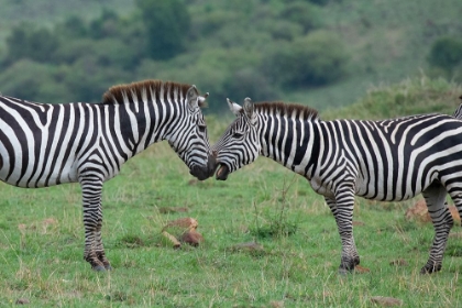 Picture of AFRICA-KENYA-SERENGETI-MAASAI MARA-PLAINS ZEBRA AKA COMMON OR BURCHELLS ZEBRA