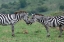 Picture of AFRICA-KENYA-SERENGETI-MAASAI MARA-PLAINS ZEBRA AKA COMMON OR BURCHELLS ZEBRA