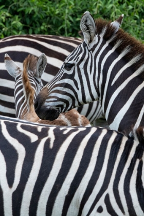 Picture of AFRICA-KENYA-SERENGETI PLAINS-MAASAI MARA-PLAINS ZEBRA AKA COMMON OR BURCHELLS ZEBRA