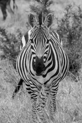 Picture of AFRICA-KENYA-SERENGETI PLAINS-MAASAI MARA-PLAINS ZEBRA AKA BURCHELLS ZEBRA