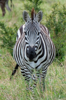 Picture of AFRICA-KENYA-NORTHERN SERENGETI PLAINS-MAASAI MARA-PLAINS ZEBRA AKA BURCHELLS ZEBRA