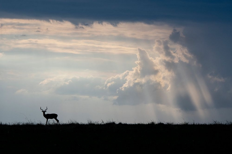 Picture of AFRICA-KENYA-SERENGETI PLAINS-MAASAI MARA-IMPALA-SILHOUETTE WITH STORM CLOUDS