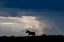 Picture of AFRICA-KENYA-SERENGETI-MAASAI MARA-BURCHELLS ZEBRA-SIHOUETTE OF ZEBRA