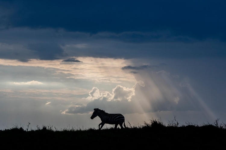 Picture of AFRICA-KENYA-SERENGETI-MAASAI MARA-BURCHELLS ZEBRA-SIHOUETTE OF ZEBRA