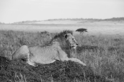 Picture of AFRICA-KENYA-SERENGETI-MAASAI MARA-YOUNG MALE LION IN TYPICAL SERENGETI PLAINS HABITAT