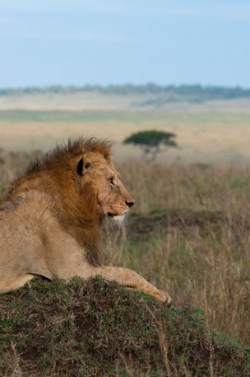 Picture of AFRICA-KENYA-SERENGETI PLAINS-MAASAI MARA-YOUNG MALE LION IN TYPICAL SERENGETI HABITAT
