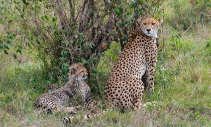 Picture of AFRICA-KENYA-SERENGETI-MAASAI MARA-FEMALE CHEETAH WITH CUBS-ENDANGERED SPECIES