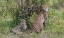 Picture of AFRICA-KENYA-SERENGETI-MAASAI MARA-FEMALE CHEETAH WITH CUBS-ENDANGERED SPECIES