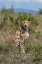 Picture of AFRICA-KENYA-SERENGETI PLAINS-MAASAI MARA-FEMALE CHEETAH-ENDANGERED SPECIES