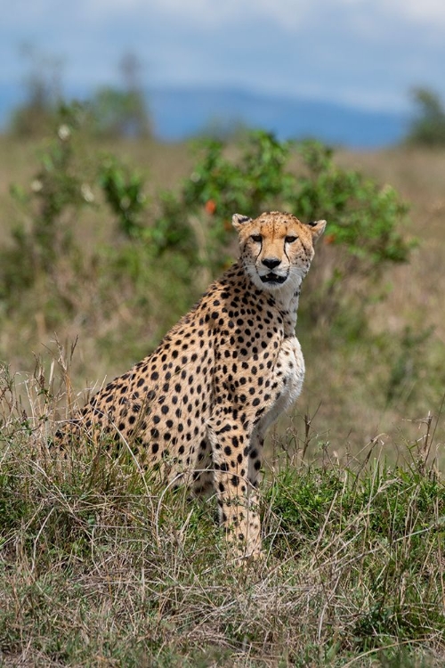 Picture of AFRICA-KENYA-SERENGETI PLAINS-MAASAI MARA-FEMALE CHEETAH-ENDANGERED SPECIES