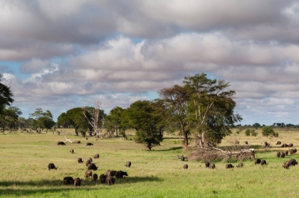 Picture of LANDSCAPE OF THE SAVANNAH-TSAVO-KENYA