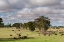 Picture of LANDSCAPE OF THE SAVANNAH-TSAVO-KENYA