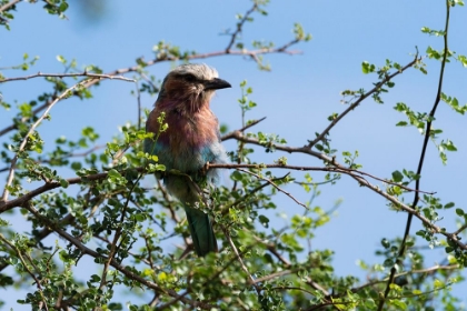 Picture of A LILAC-BREASTED ROLLER-CORACIAS CAUDATUS-ON A BRANCH-TSAVO-KENYA